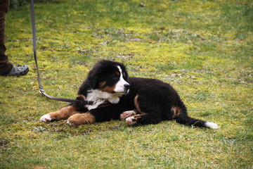 Cute little Bernese Mountain Dog puppy