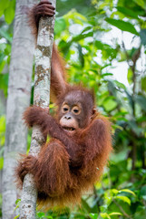 Central Bornean orangutan ( Pongo pygmaeus wurmbii ) in natural habitat on the tree. Wild nature in Tropical Rainforest of Borneo.