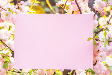 Paper blank between flowering almond branches in blossom. Pink flowers as a frame.