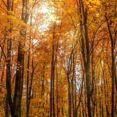 Autumn forest in city park named after Shkulev. Moscow, Russia.