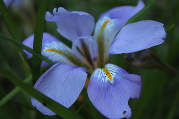 iris 2