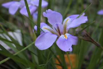 iris 1