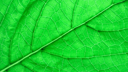 Texture and detail of green leaf.