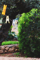 clothes peg on laundry line in greek olive garden