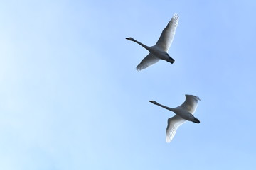 白鳥飛行