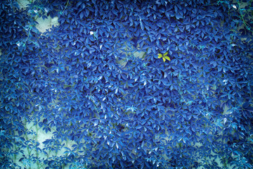 Obraz premium green ivy on wall
