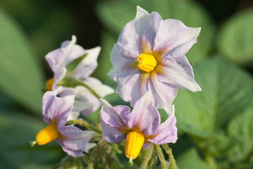 Obraz na płótnie Canvas ジャガイモの花薄紫と黄色のハーモニー
