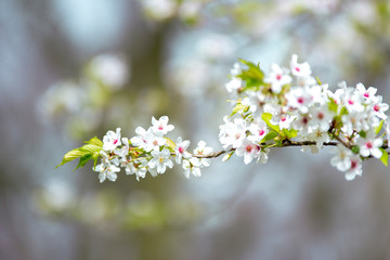 Blossom in spring