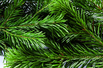 a green cone in the branches of an evergreen tree