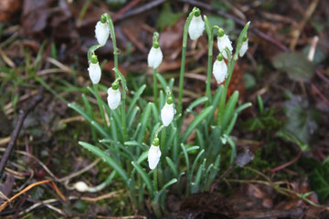 Obraz premium Bunch of snowdrop flowers covered by rain drops in the garden on selective focus. Galanthus nivalis flowers