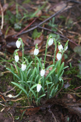 Bunch of snowdrop flowers covered by rain drops in the garden on selective focus. Galanthus nivalis flowers