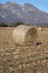 Golden dry hay bales on a corn field on winter season. Agricultural landscape in northern Italy