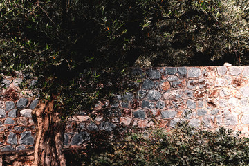 olive tree against stone wall in traditional greek village