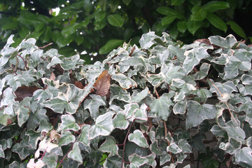 Close- up of variegated Ivy hedge. Green and white Ivy leaves on branch