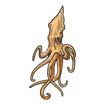 recommend clip art: Squid animal sketch engraving vector illustration. Scratch board style imitation. Black and white hand drawn image.