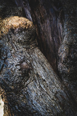 closeup of olive tree bark