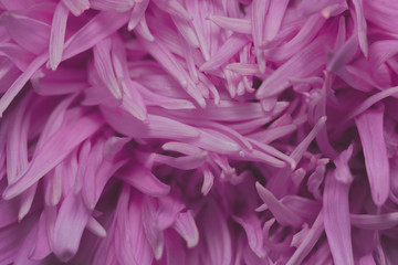 The pink petals of autumn aster are in large magnification.