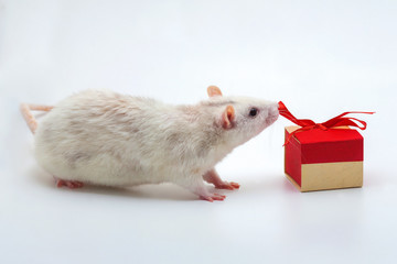 White rat near gift boxes.  On a white background.