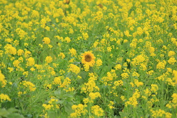 南伊豆町日野　菜の花畑に咲くひまわり