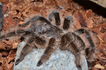 Tarantulas