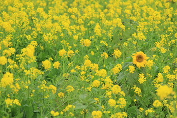南伊豆町日野　菜の花畑に咲くひまわり