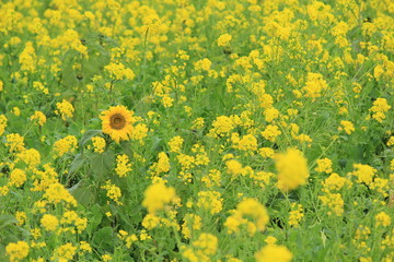 南伊豆町日野　菜の花畑に咲くひまわり