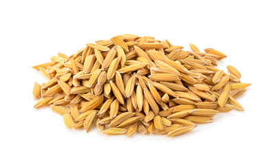 paddy rice seed of thai jasmine