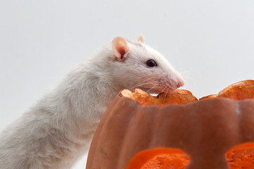 Rat and pumpkin for halloween, isolated on white background