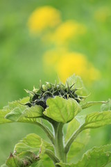 南伊豆町日野　菜の花畑に咲くひまわり