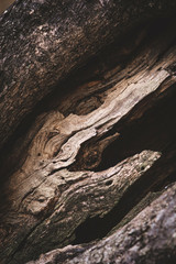 closeup of olive tree bark