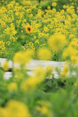 南伊豆町日野　菜の花畑に咲くひまわり