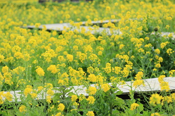 南伊豆町日野　菜の花畑