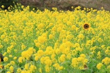 南伊豆町日野　菜の花畑に咲くひまわり