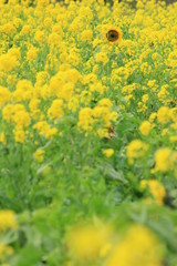 南伊豆町日野　菜の花畑に咲くひまわり