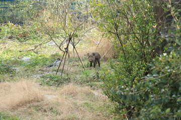 野生のイノシシ