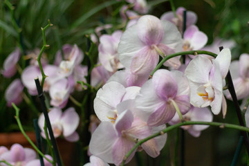 Obraz na płótnie Canvas blooming orchid flowers