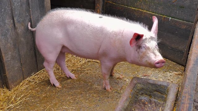 Cerdo rosa en su establo con grandes orejas oliendo con su hocico