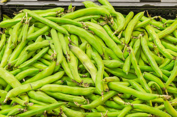 Fava bean (or broad bean) pods in craters at farmer market in Washington, USA