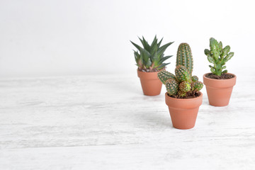 three  small  cactus potted on a white wooden table with copy space