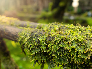 Lush green moss forest with old tree with moss. Background