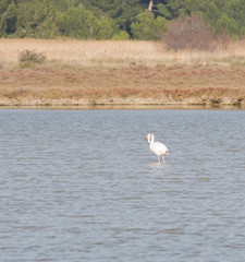 Flamants roses