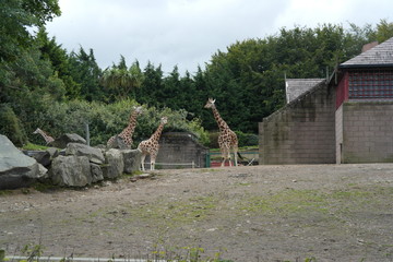 Girafe