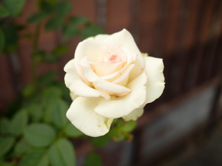 Roses in isolate, pink and white. Refreshing life.