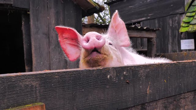 Primer plano de cerdo rosa con grandes orejas