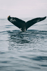 Humpback whale tail