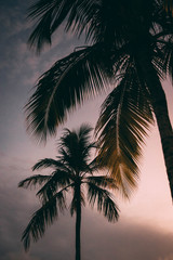 Palmtrees at sunset 