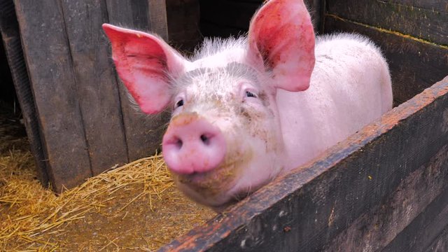 Primer plano retrato de cerdo rosa con grandes orejas gruñendo con su hocico