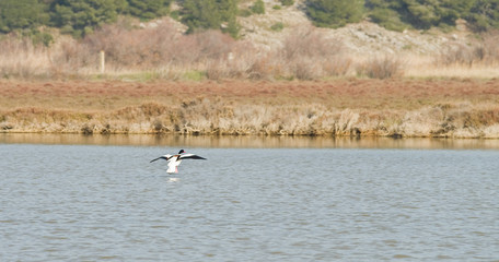 Envol de flamants roses