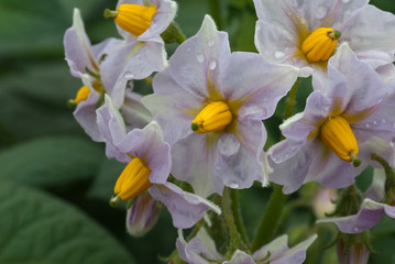 黄色と薄紫色が美しいジャガイモの花