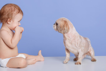 Horizontal shot of little boy with best friend pug dog puppy, child playing with puppy, cheeper looking smiling at animal isolated over blue background, baby wearing white nappy plays with dog.